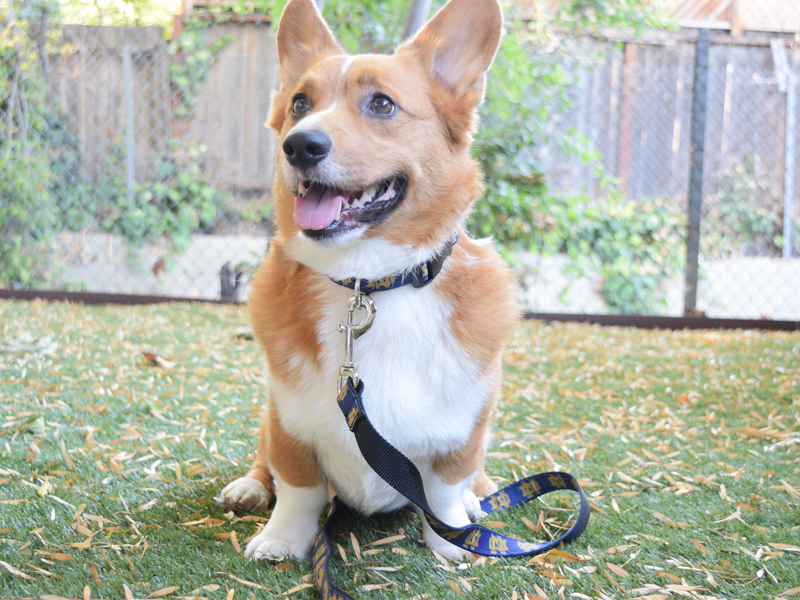 Corgi wearing Notre Dame Leash and Collar