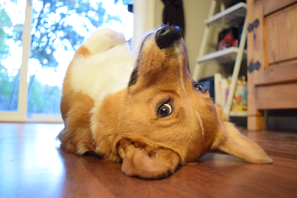 How to Design a Living Room With Your Pet in Mind #ad