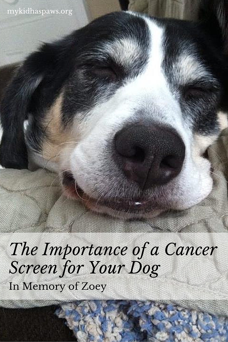 The Importance of a Cancer Screen for Your Dog
