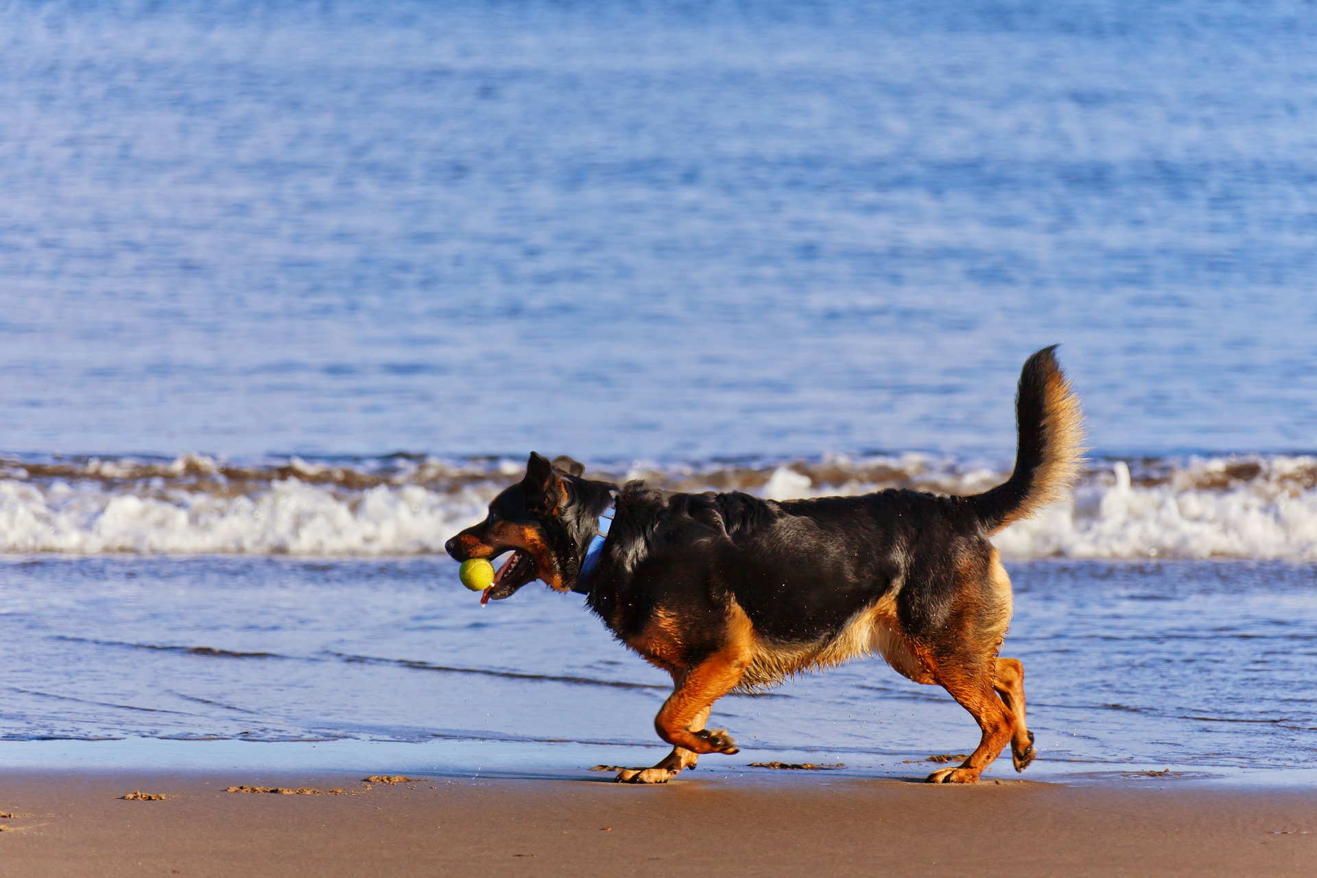 How Far Would You Go For Your Pet’s Health?