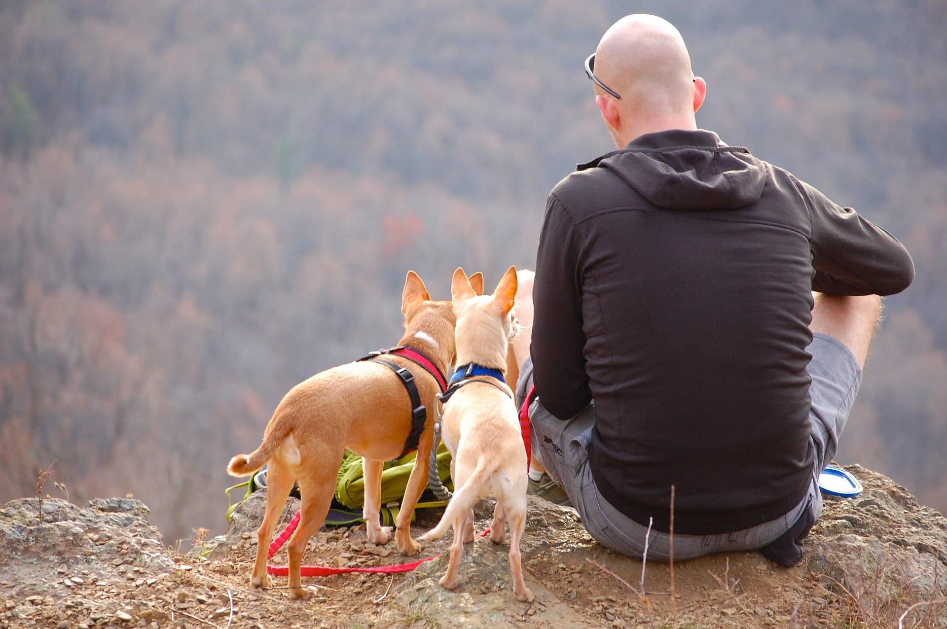 3 Biggest Challenges for Pet Parents Who Work Full-Time