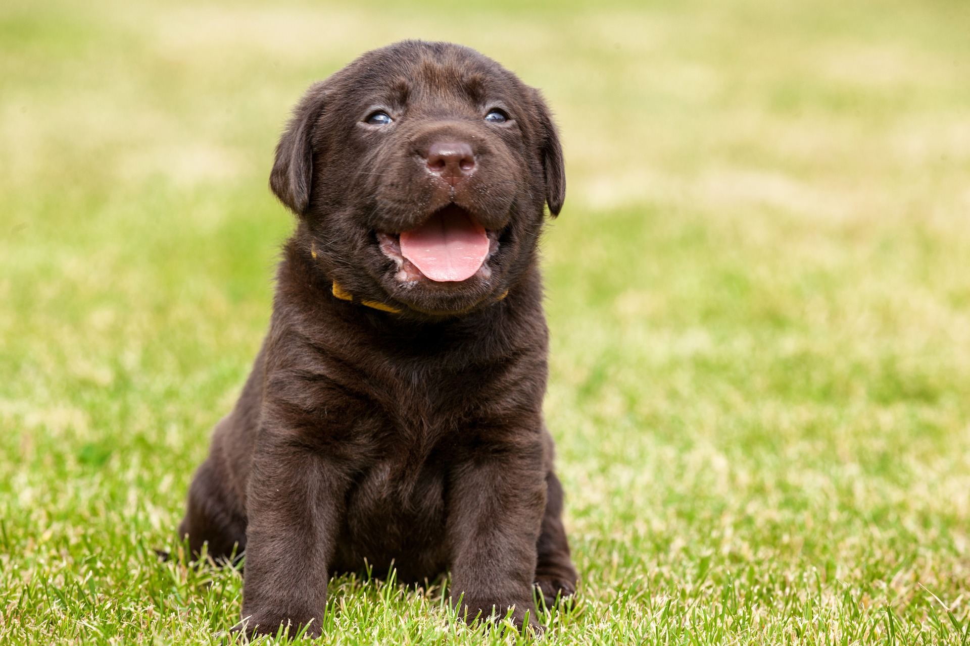 What Do You Know About Pet Poisons? #MKHPMarchChallenge