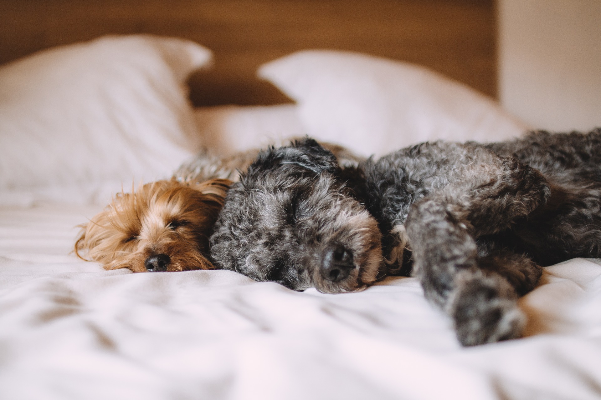 Choosing Pet-Hair-Friendly Bedding