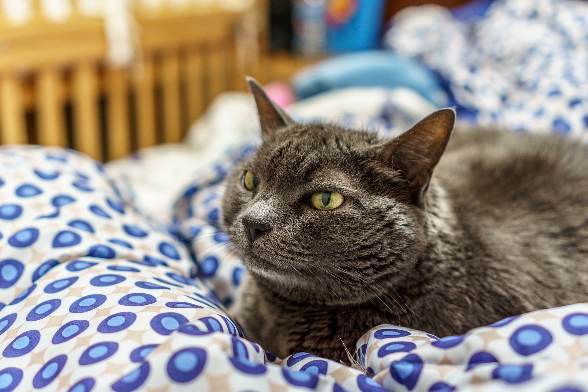 The Right Laundry Detergent for Pet Blankets