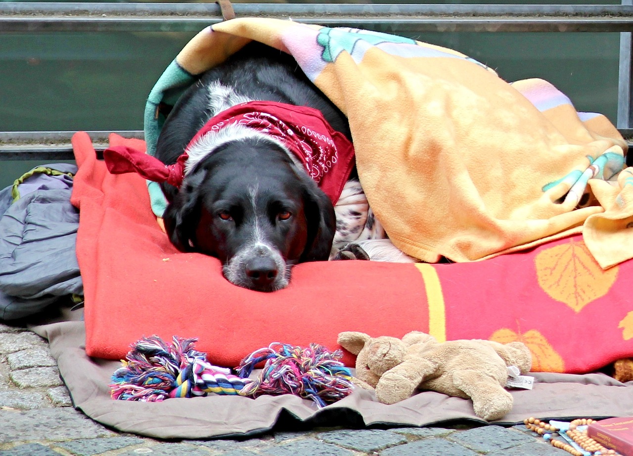 Helping Rescues & Shelters