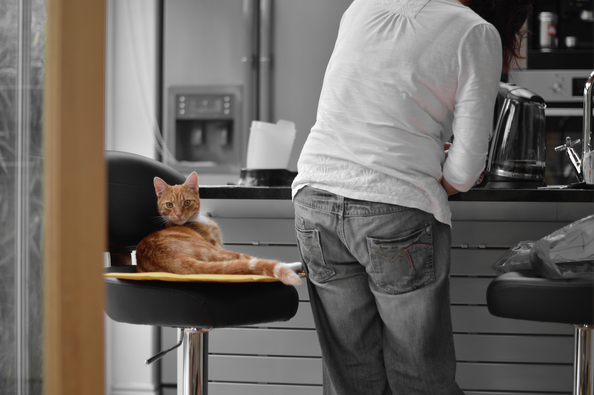 Pet-Proofing the Cabinets