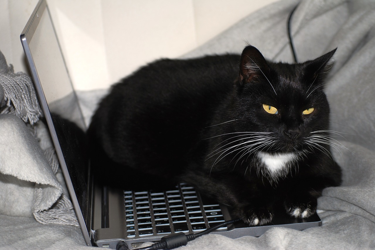 Your Pet's Amazon Prime Day Wishlist
