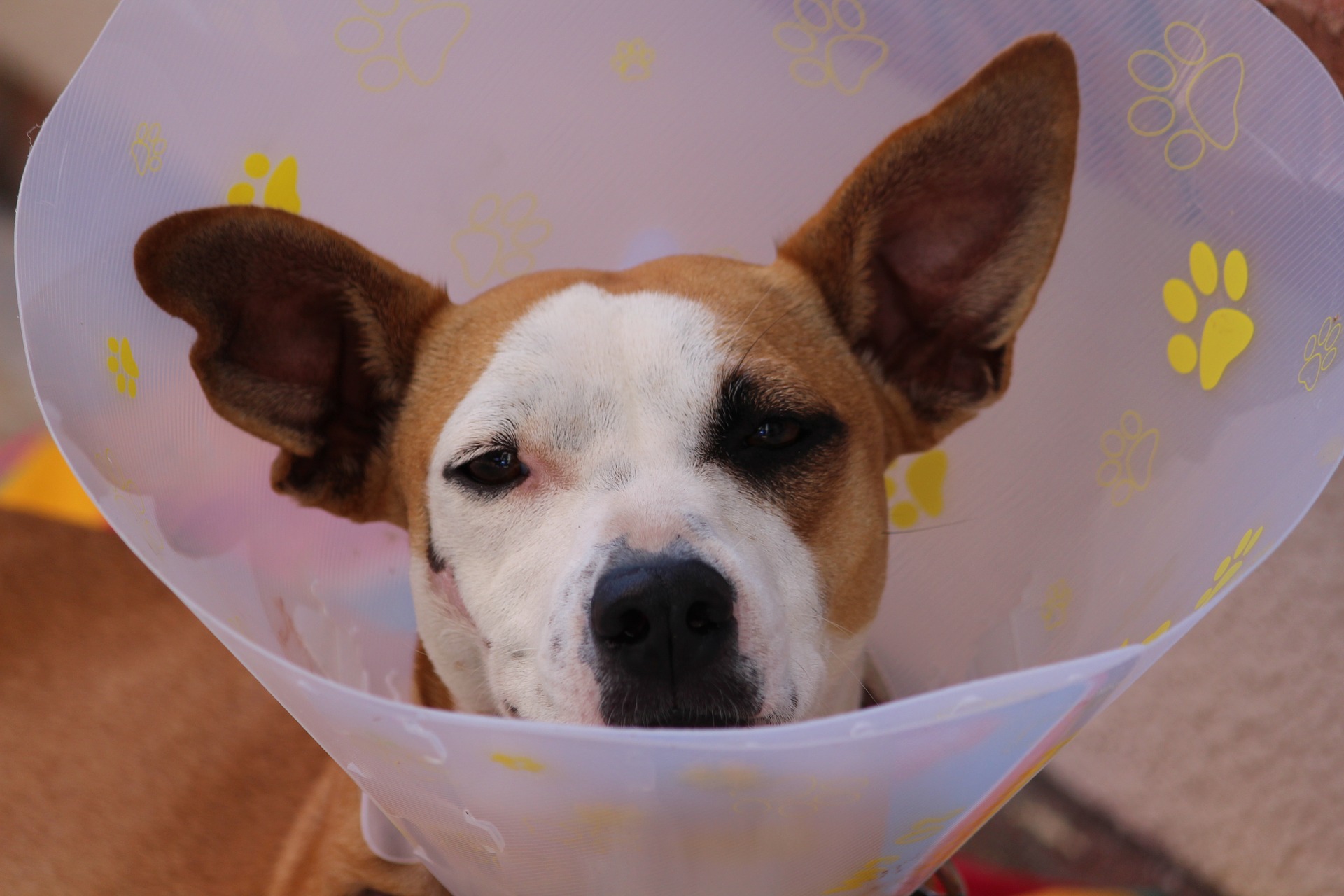 What Pet Parents Have a Right to at the Vet
