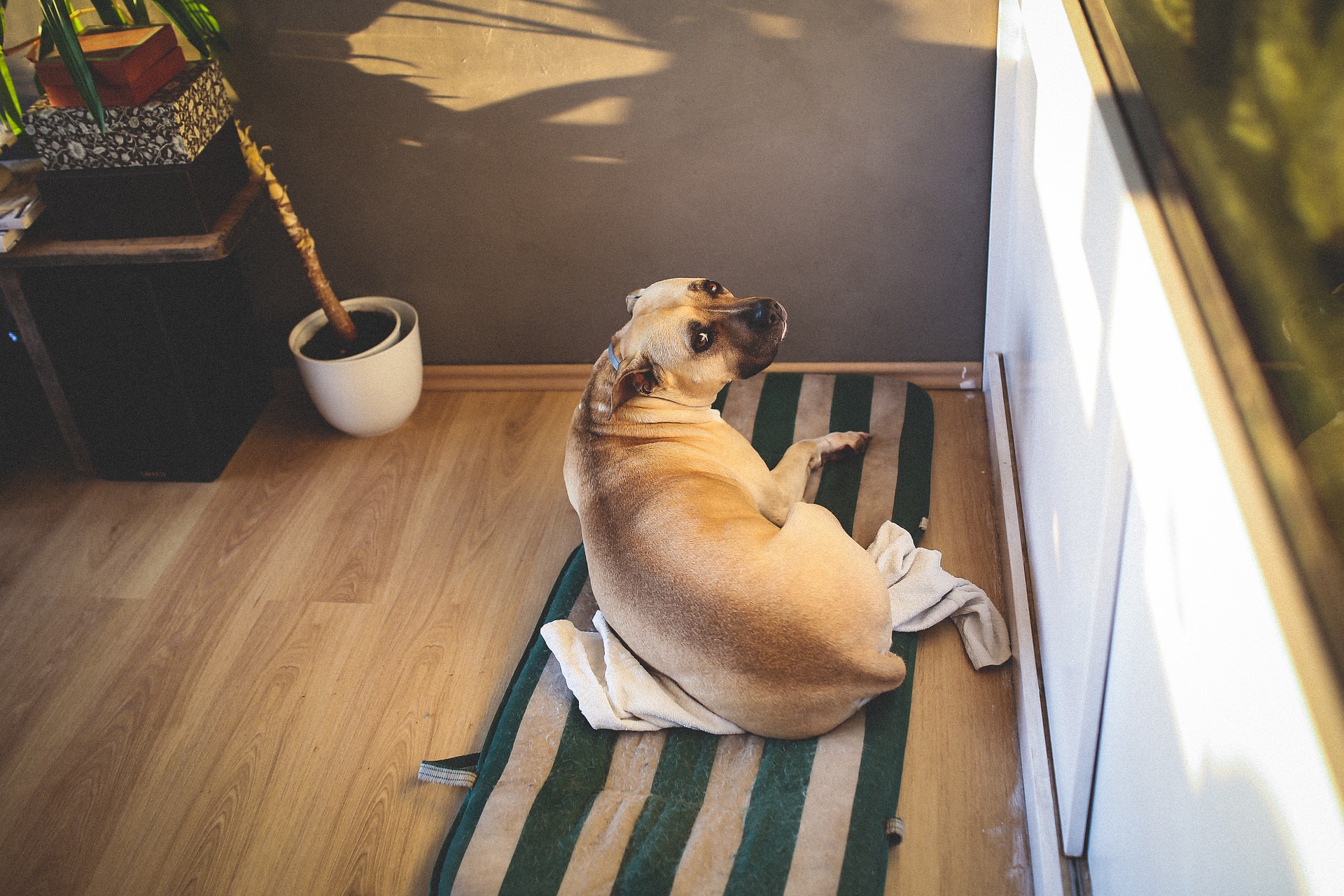 Your Home from Your Dog's Perspective