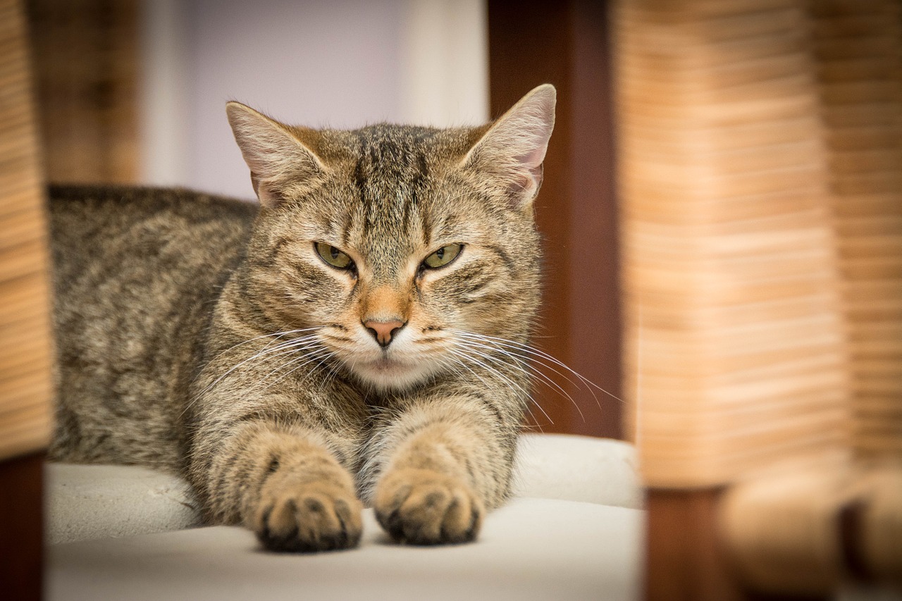 Can Zika Affect Pets?