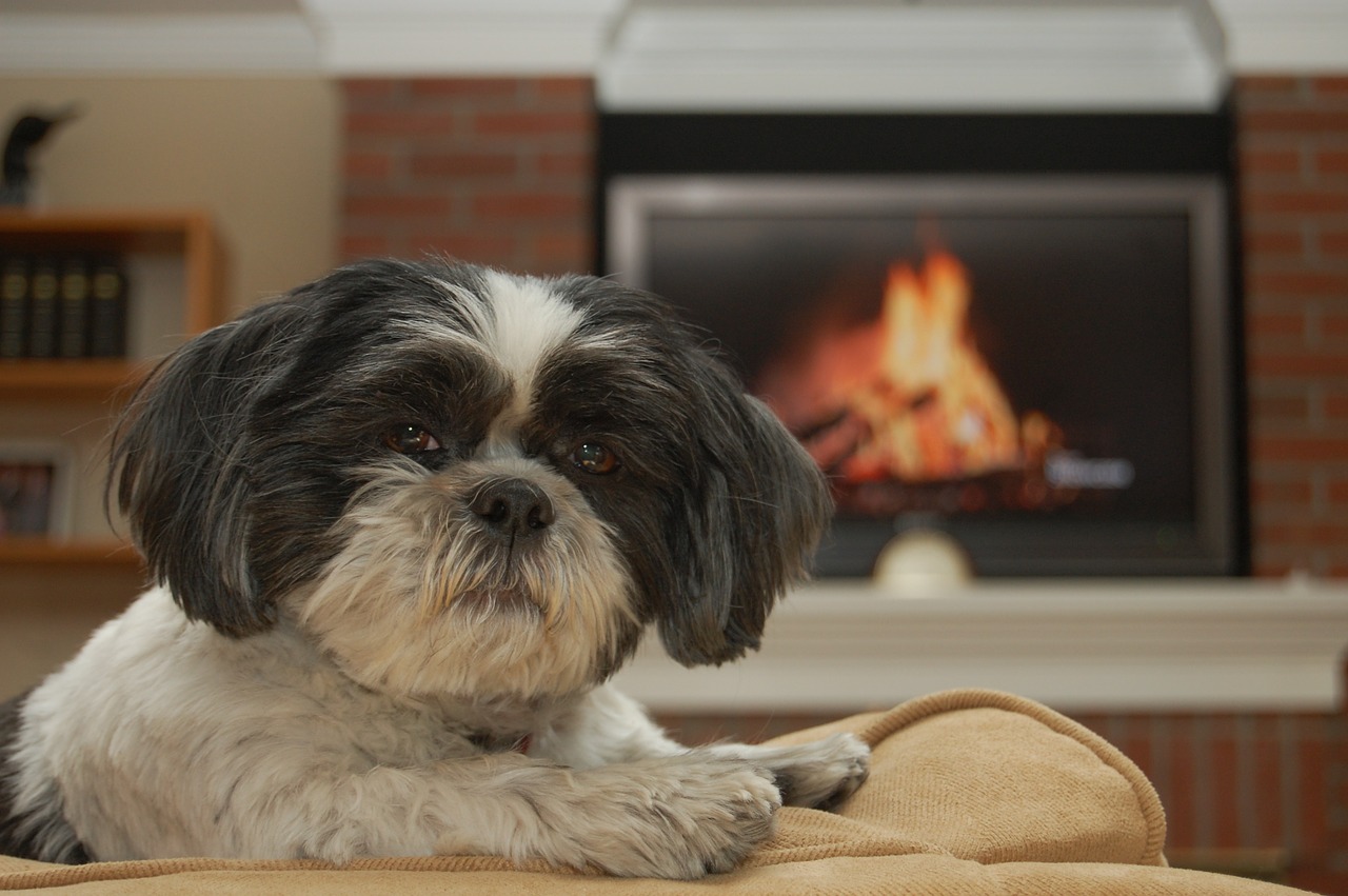 Fire Safety for Pet Parents