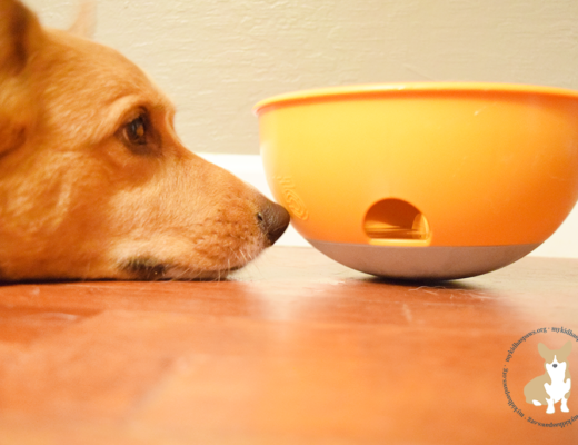 How to Enrich Your Dog's Life: PAW5 Rock N' Bowl
