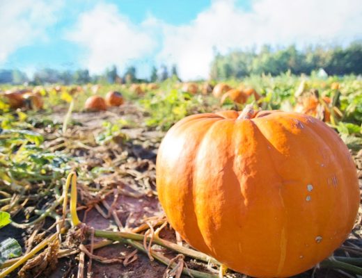 Dog-friendly Bay Area Pumpkin Patches
