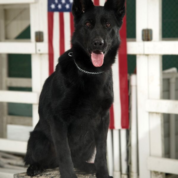 Most Common Presidential Names for Dogs