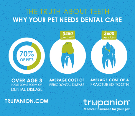 What You NEED to Know About Pet Dental Health