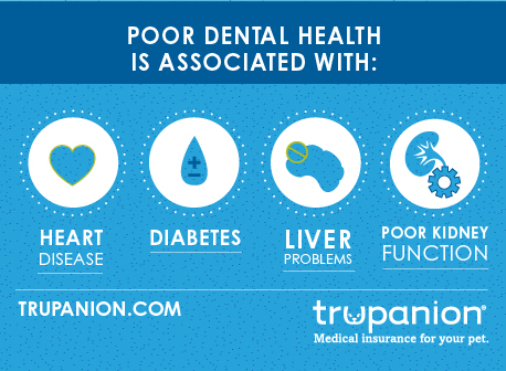 What You NEED to Know About Pet Dental Health