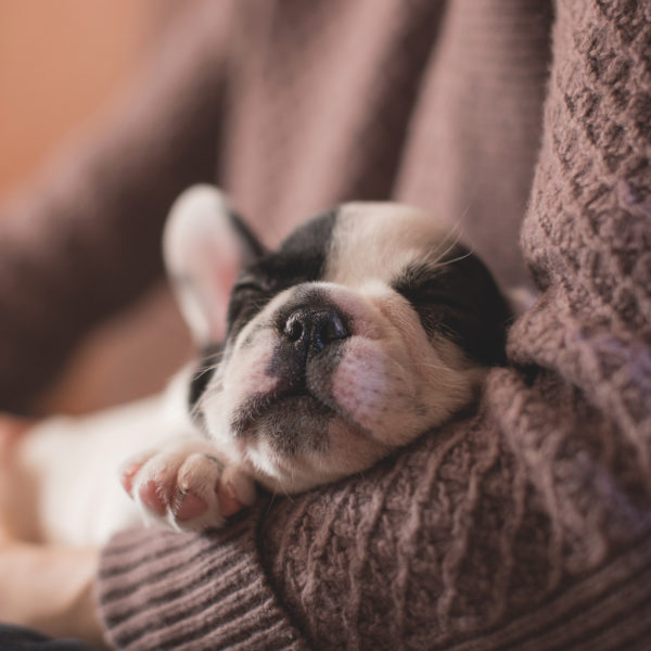 THE BENEFITS OF A PET-FRIENDLY OFFICE