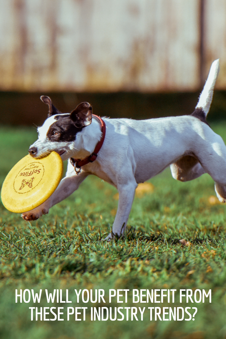 How Will Your Pet Benefit From These Pet Industry Trends?