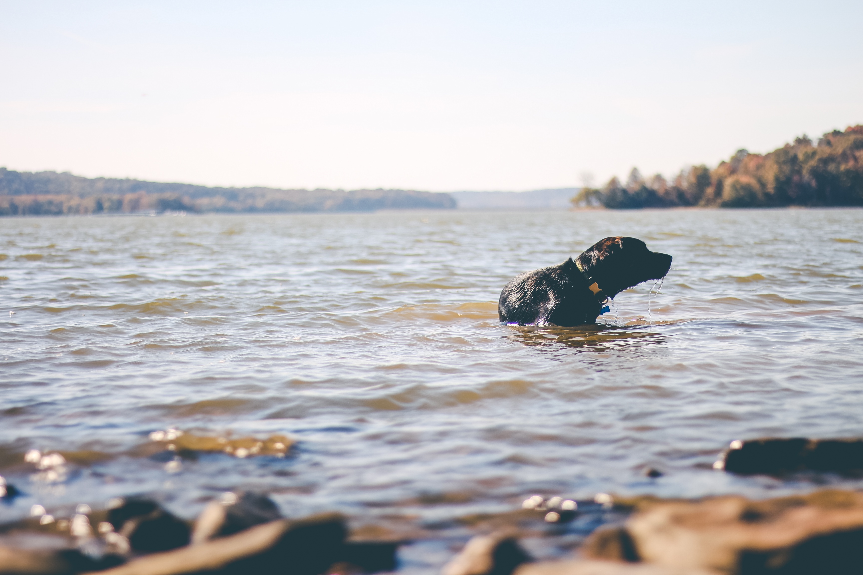 Petcurean GATHER Do You Care About Where Your Pet's Food Comes From? #GATHERtogether
