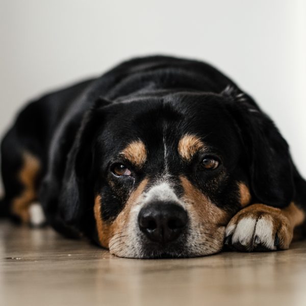 Managing Your Pet's Weight - Petcurean