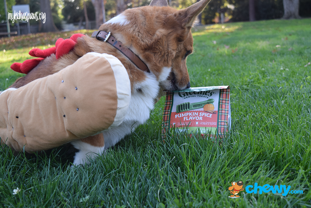 Happy Halloween with Chewy.com!!!