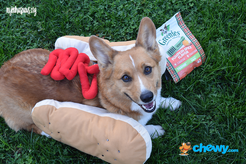 Happy Halloween with Chewy.com!!!