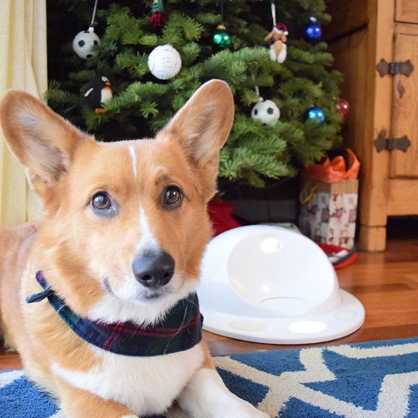 CleverPet Hub - Getting to Know Our Smart Puzzle