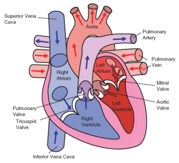 What Do Heart Murmurs Sound Like?