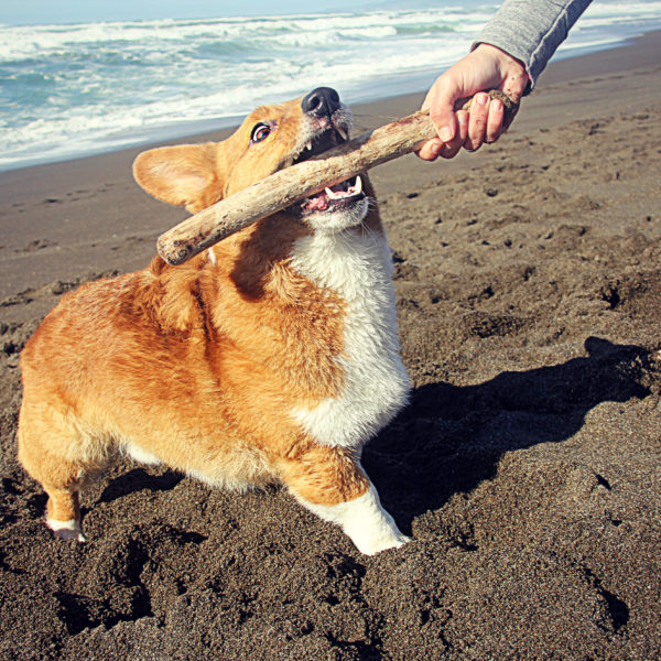 How Important is it to Keep Your Corgi in Shape?