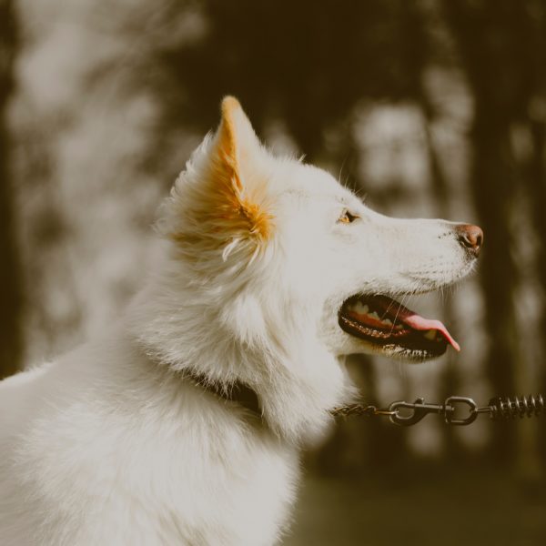 How to Reduce Your Dog's Barking