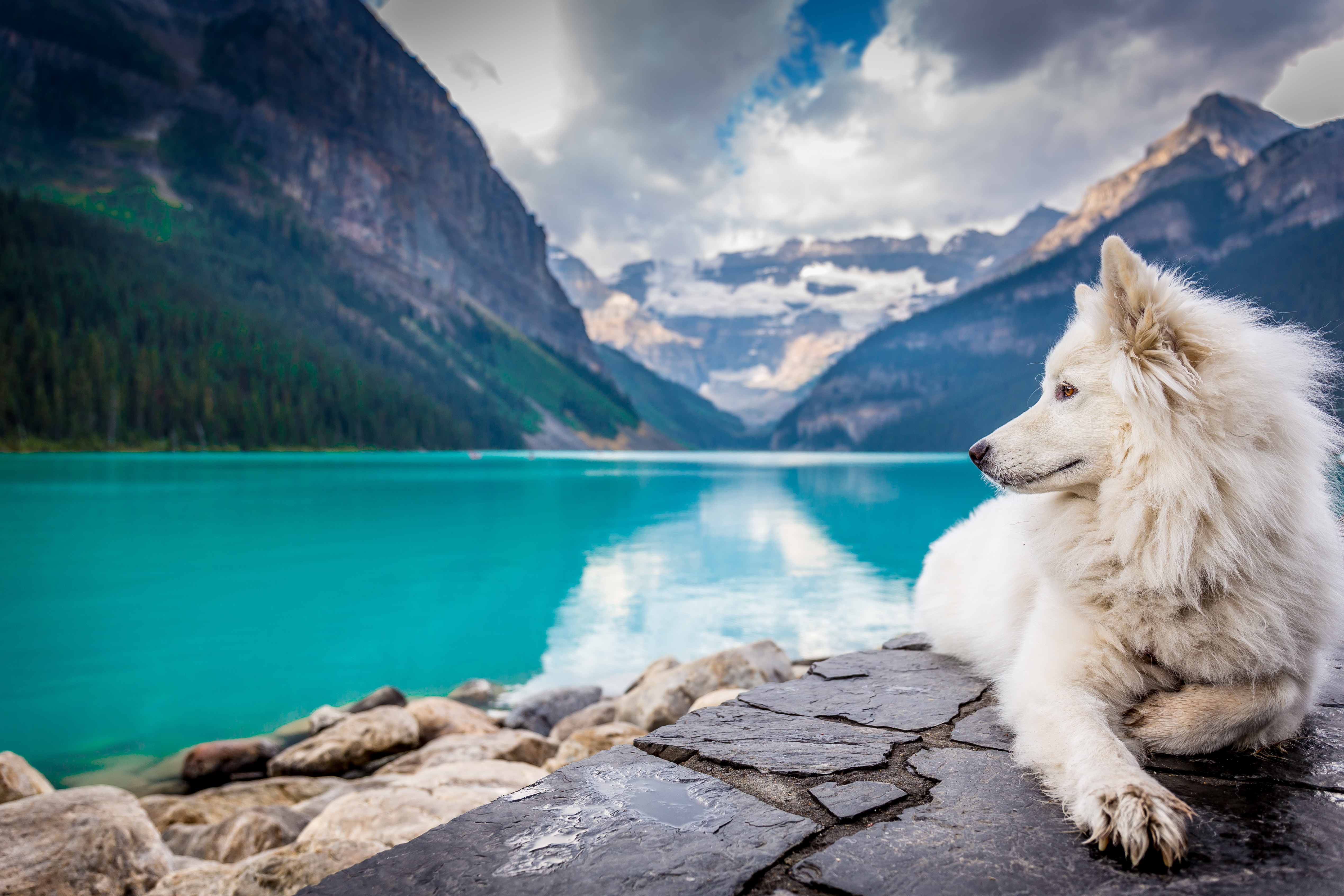 The Top 3 Supplements That Can Benefit Your Dog's Health 