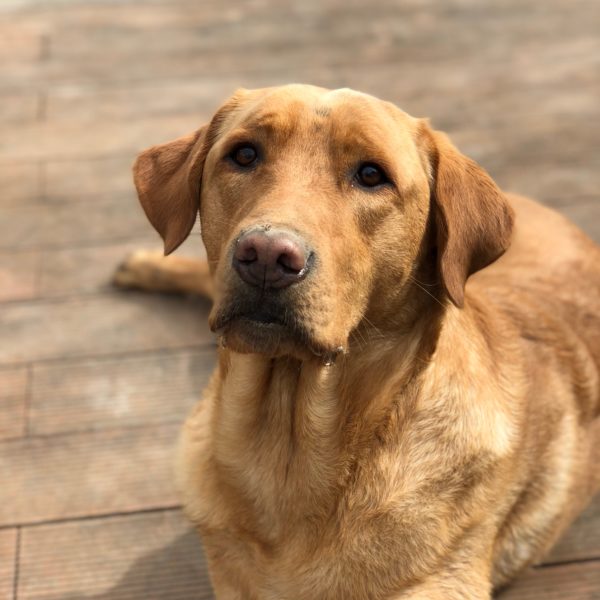 The Lumpy Truth About Canine Lipomas - Photo by Martin Klaus on Unsplash