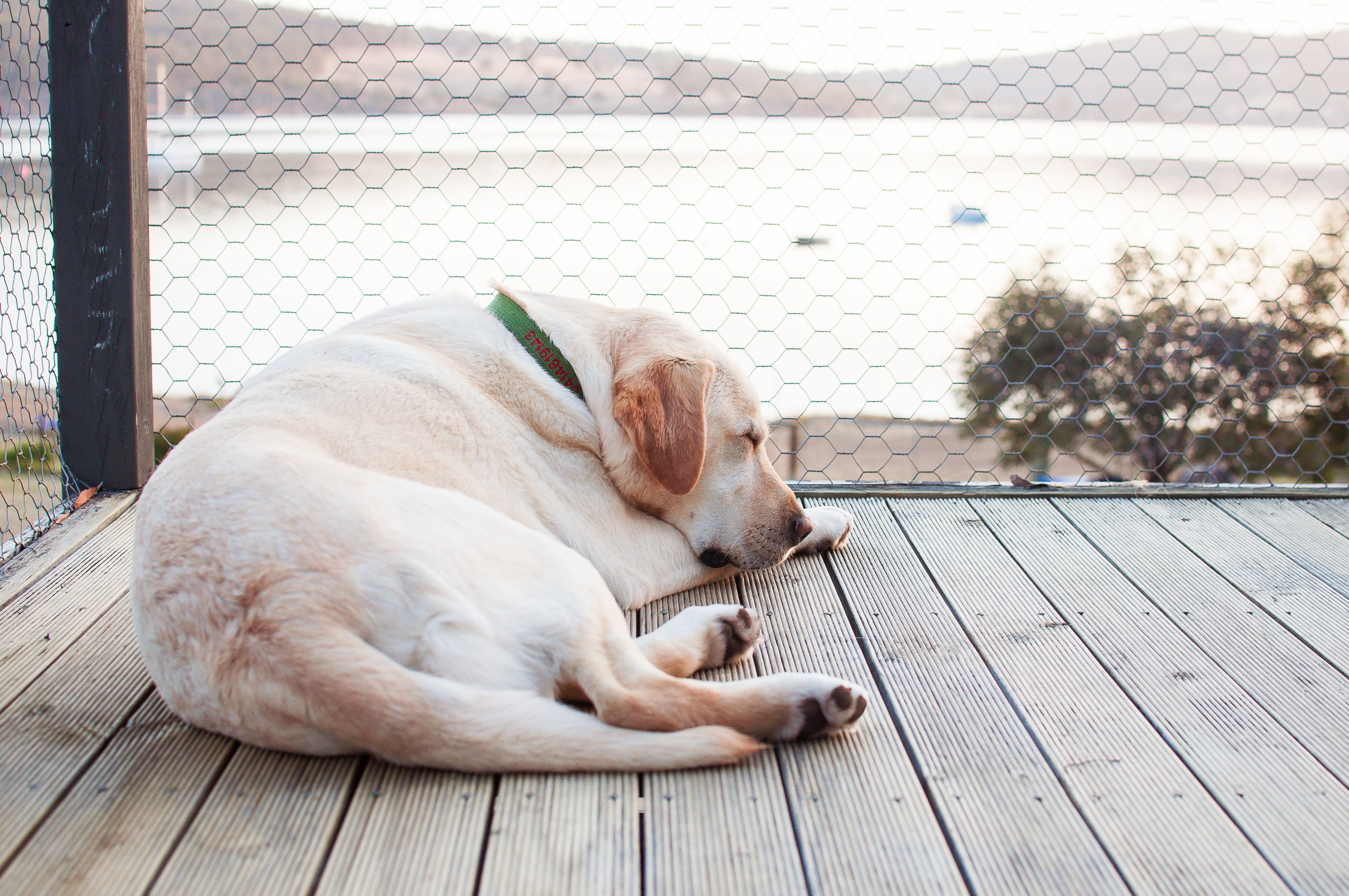 The Lumpy Truth About Canine Lipomas Photo by Sarah Crawford on Unsplash 
