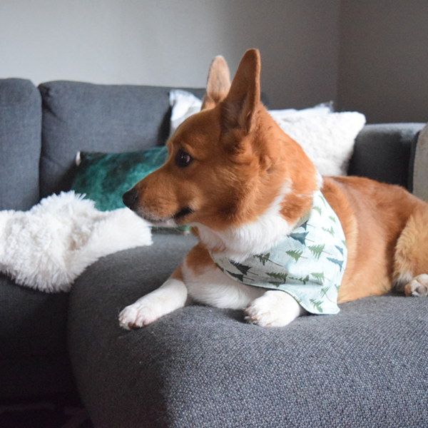 Prepping For the Holidays: How to Groom a Corgi