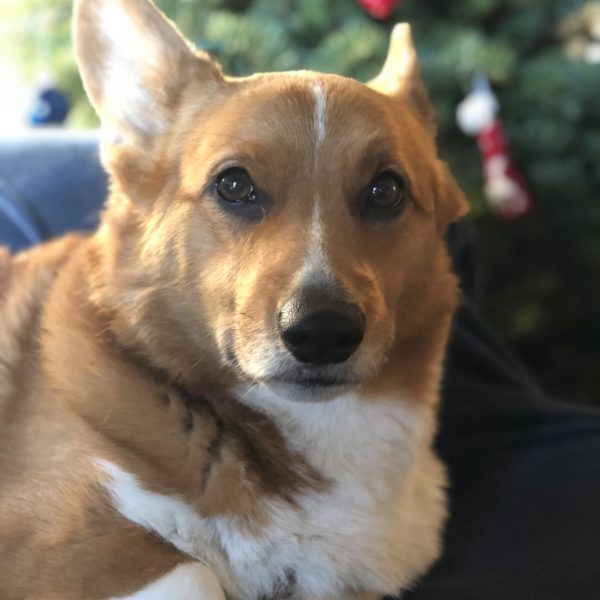 Are Christmas Tree Allergies a Thing?